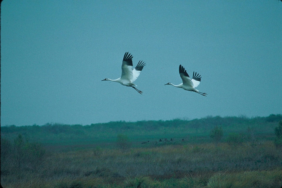 Bird couple flight