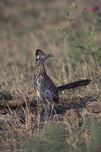 Bird Geococcyx cuckoos 