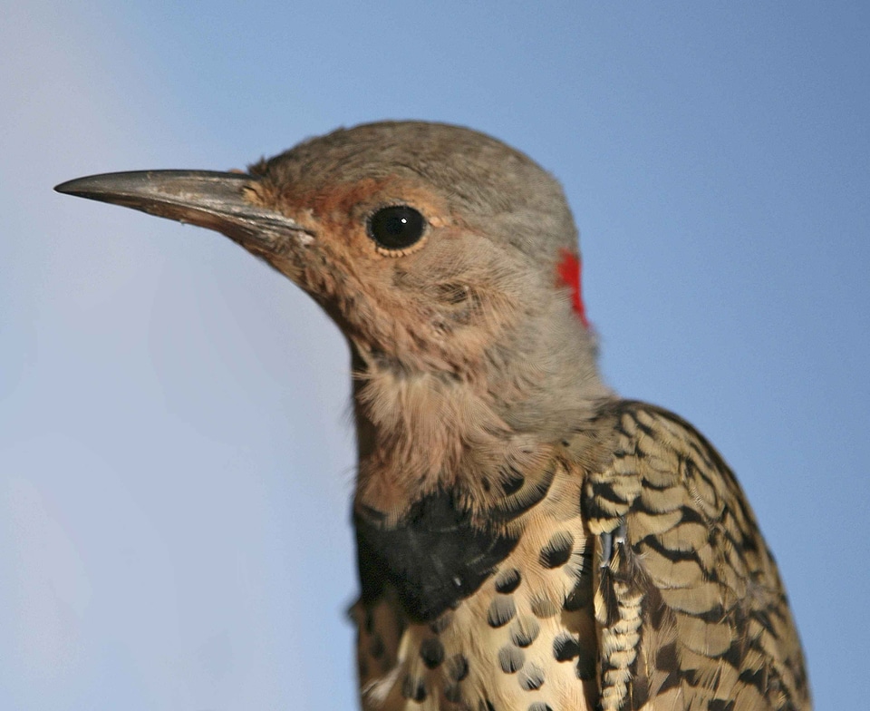 Bird flicker yellow
