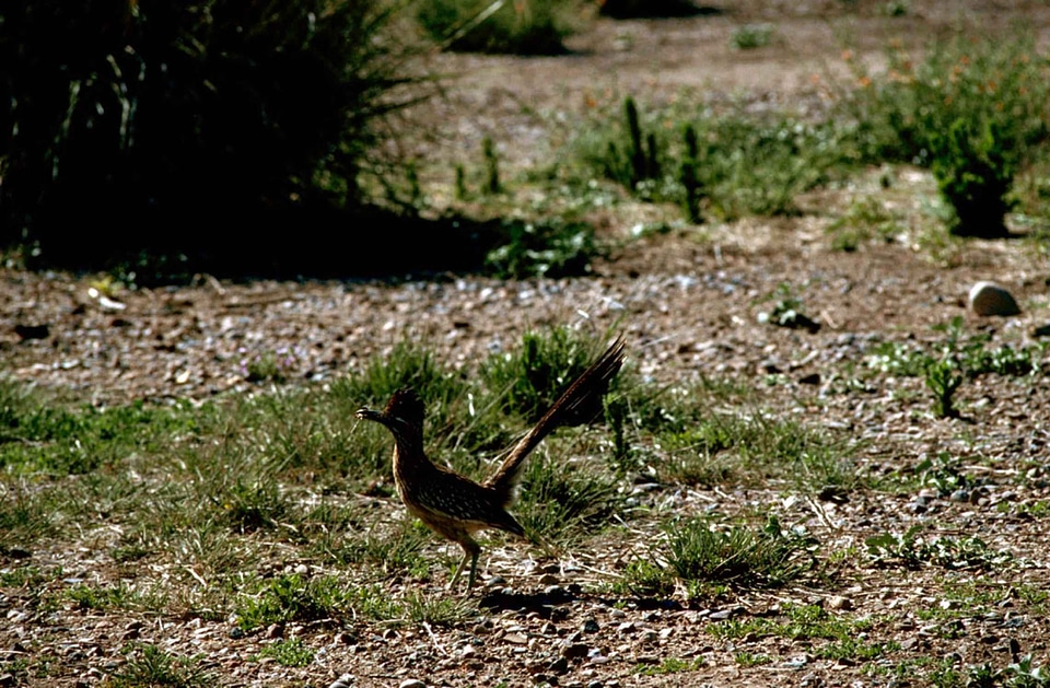 Bird Geococcyx cuckoos running