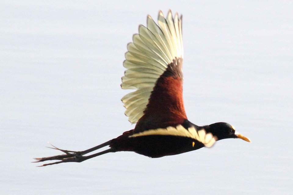 Bird flight 