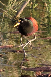 Wading water 