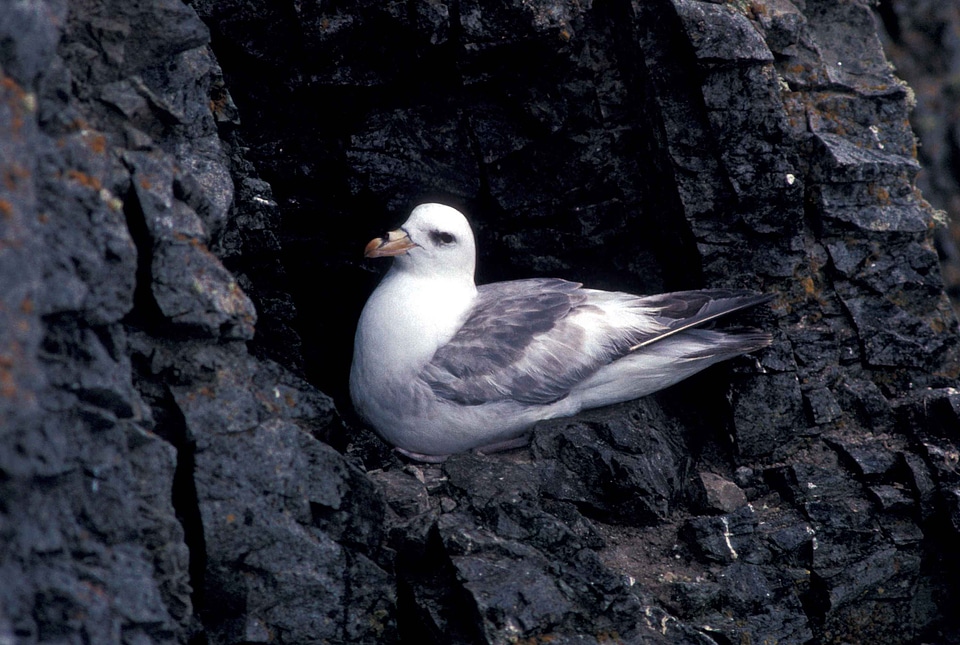 Bird Fulmarus glacialis light