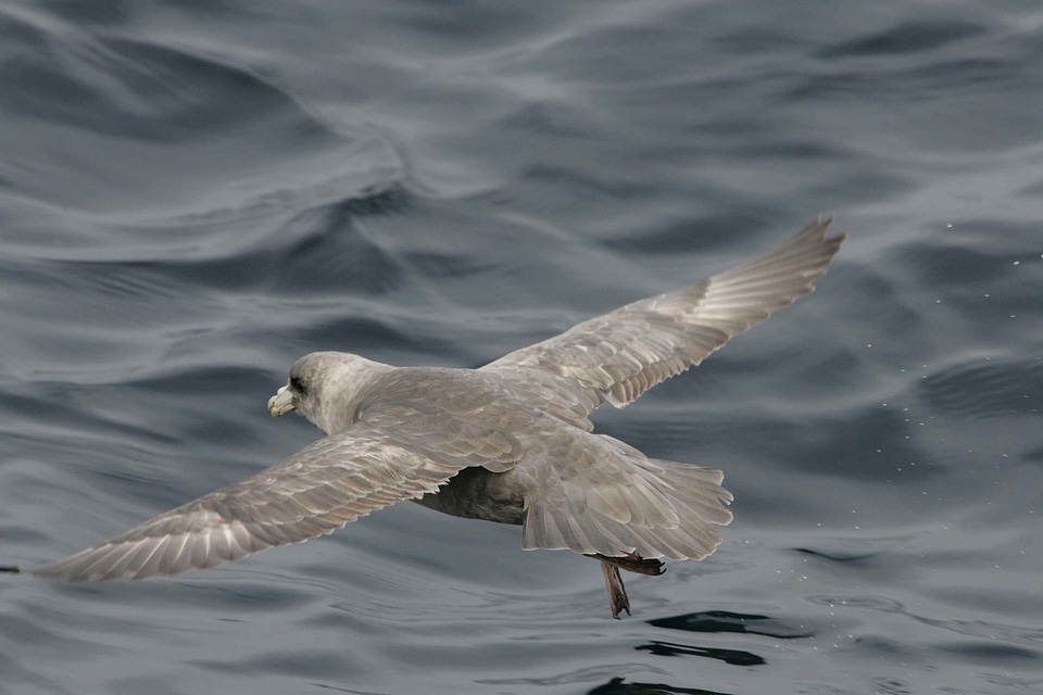 Bird flight Fulmarus glacialis