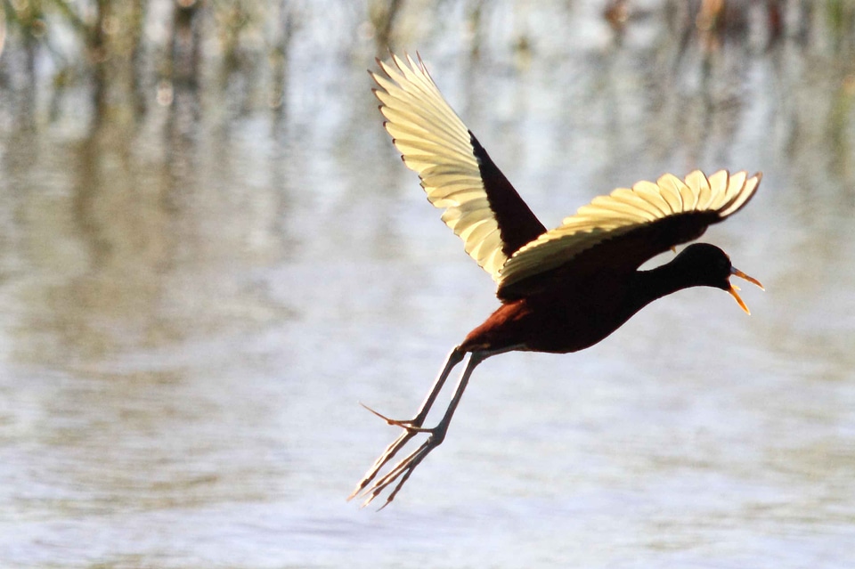 Bird flight landing