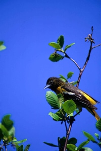 Bird northern oriole tree