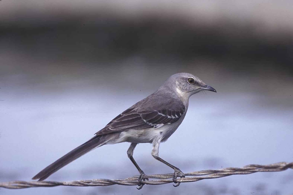 Bird metal Mimus polyglottos