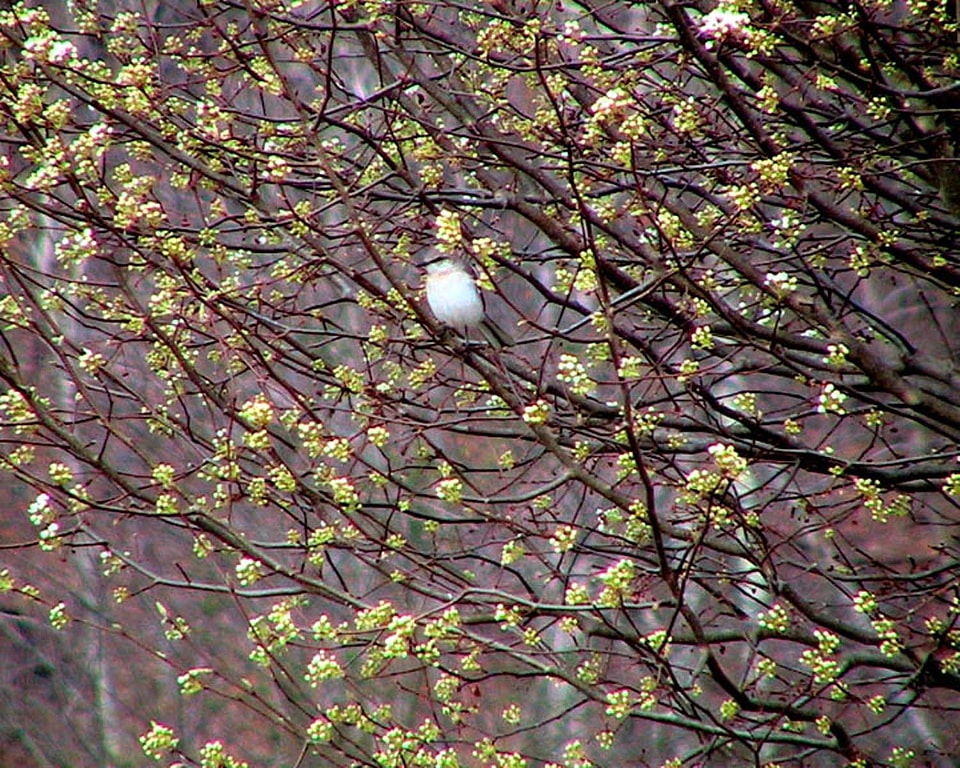 Bulb Mimus polyglottos tree