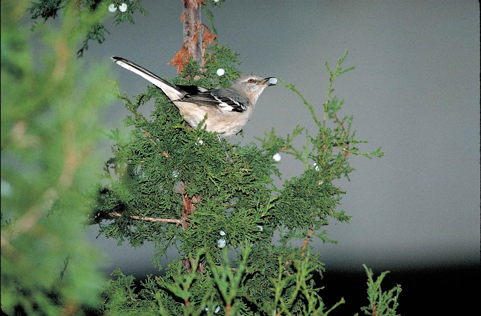 Mimus Polyglottos  