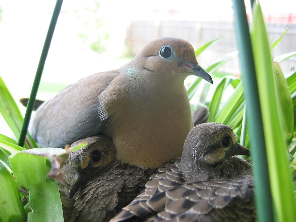 Bird morning 