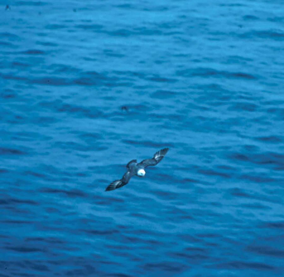 Bird Fulmarus glacialis 