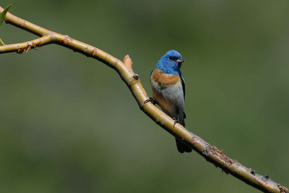 Bird bouquet Emberiza schoeniclus