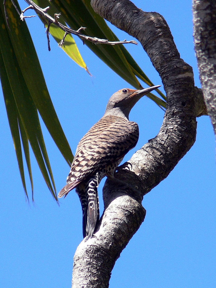 Bird bouquet flicker