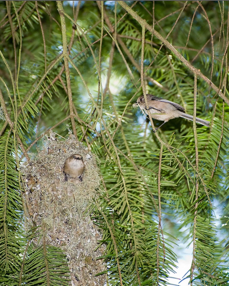 Bird nest 