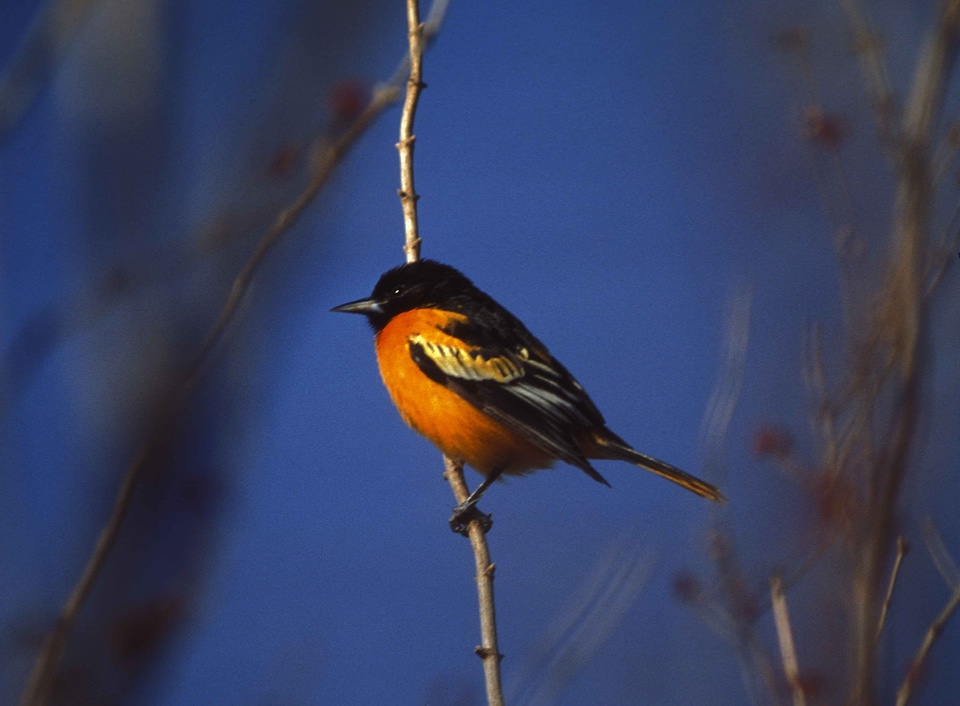 Bouquet male northern oriole