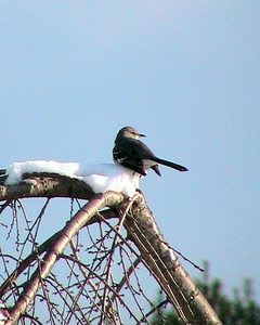 Bird photo