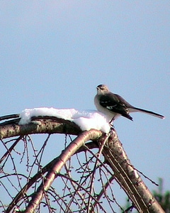 Bird photo