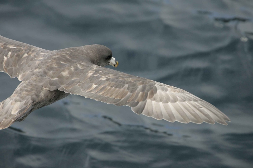 Bird Fulmarus glacialis mare