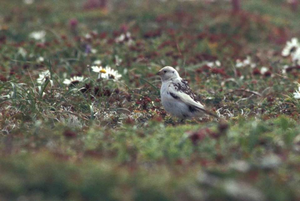Bird breeding plumage