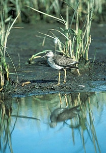 Standing Tringa flavipes Tringa flavipes