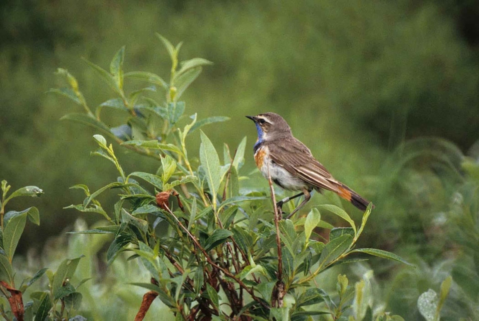 Bird Luscinia svecica 