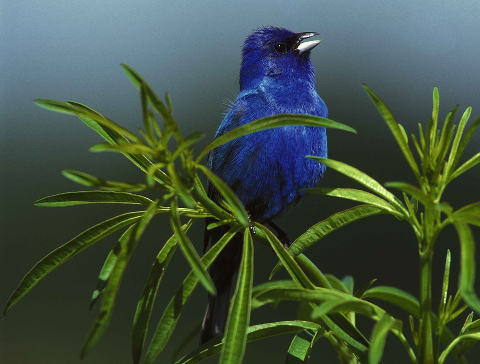 Animal bird Emberiza schoeniclus