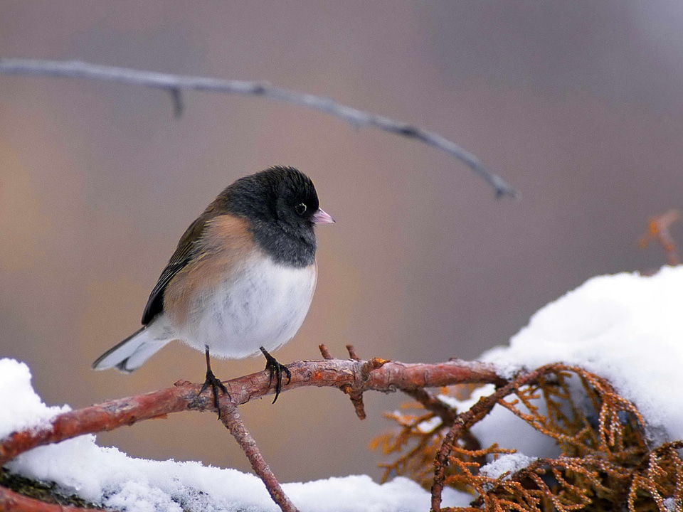 Bird dark Junco hyemalis