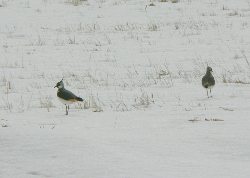 Array snow 