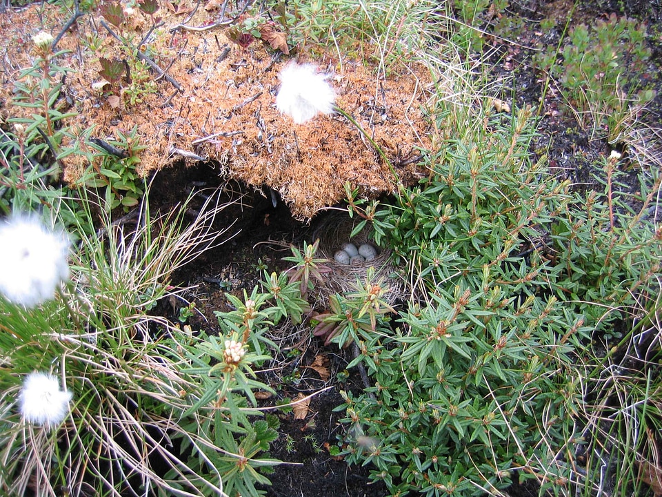 Junco Hyemalis nest 