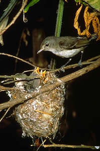 Bell bird least photo