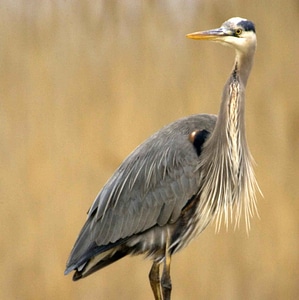 Bird wading wading bird photo