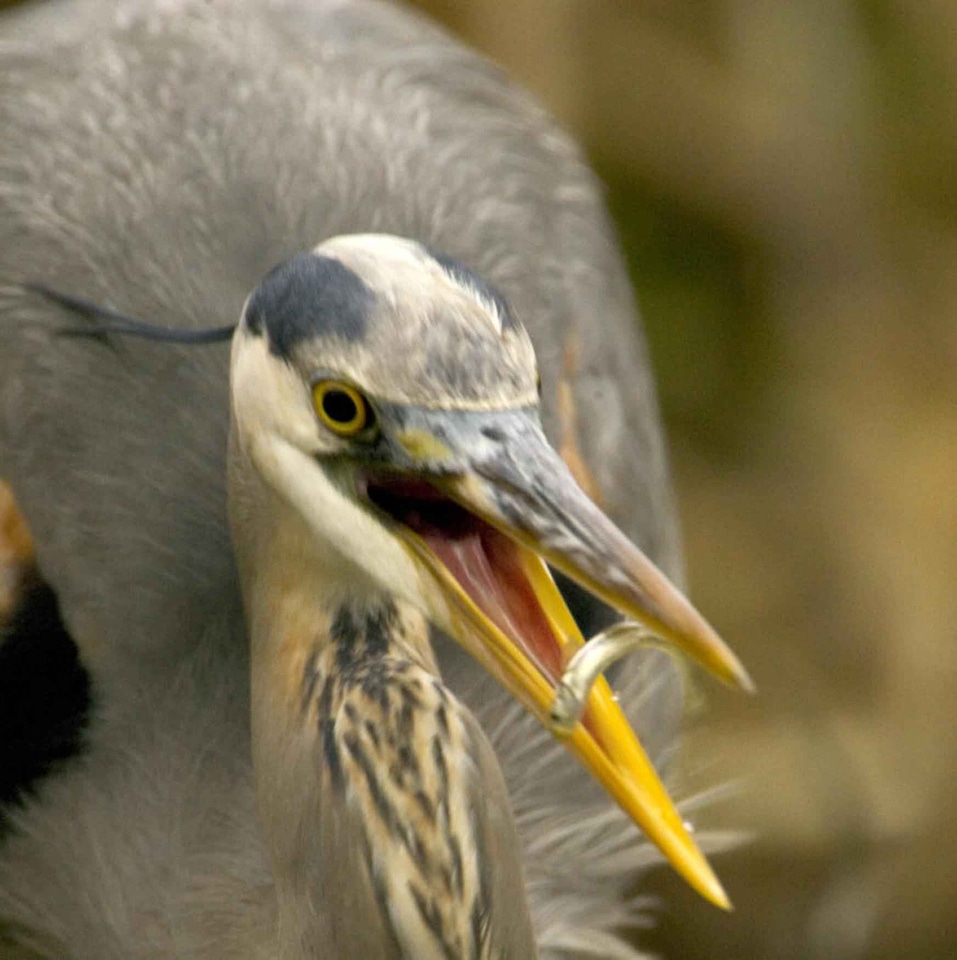 Bird fish wading