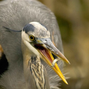 Bird fish wading