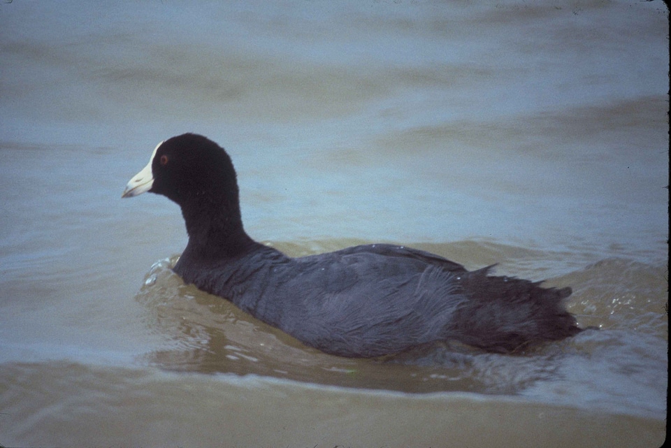 Aquatic Bird bird 