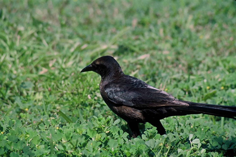 Animal bird great