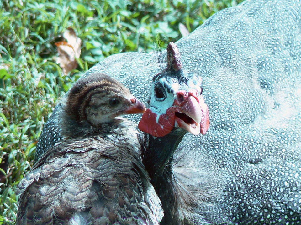 Chick guinea hen Gvineja