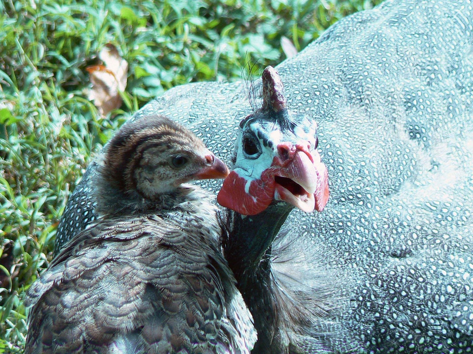 Chick guinea hen Gvineja photo