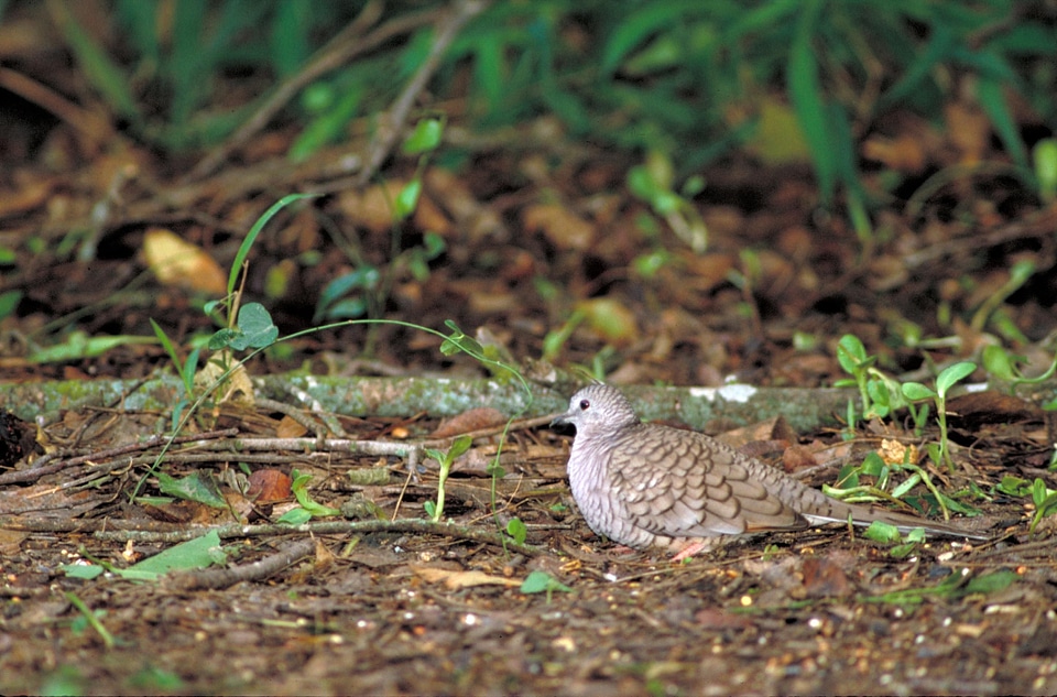 Background bird dove photo