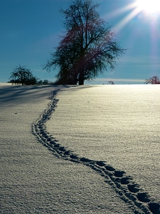 Sun traces tree