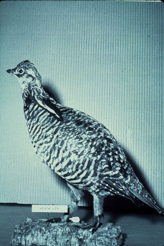 Briar heath hen 