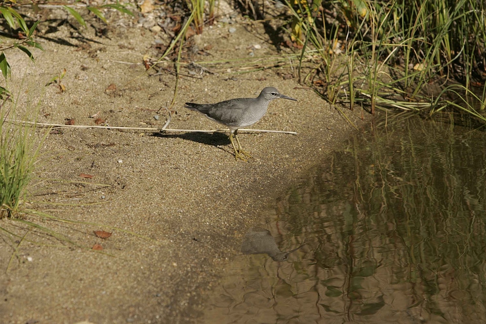 Alert bird surveying