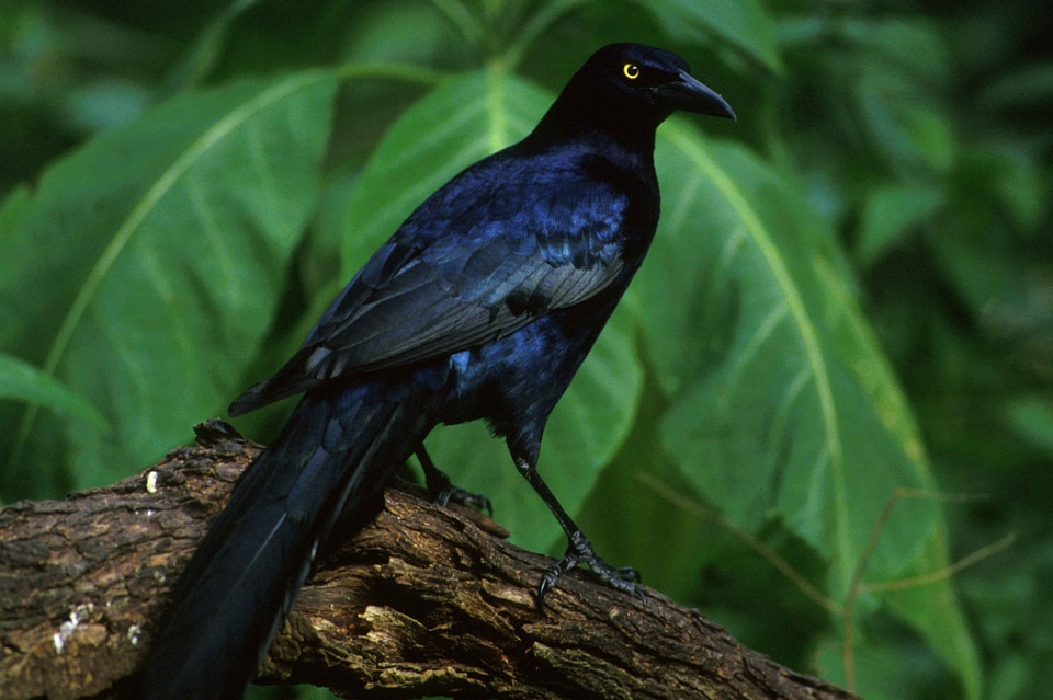 Bird great Quiscalus quiscula