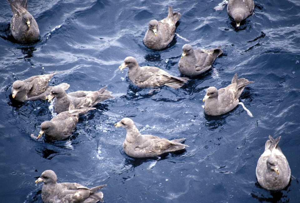Bird flock Fulmarus glacialis