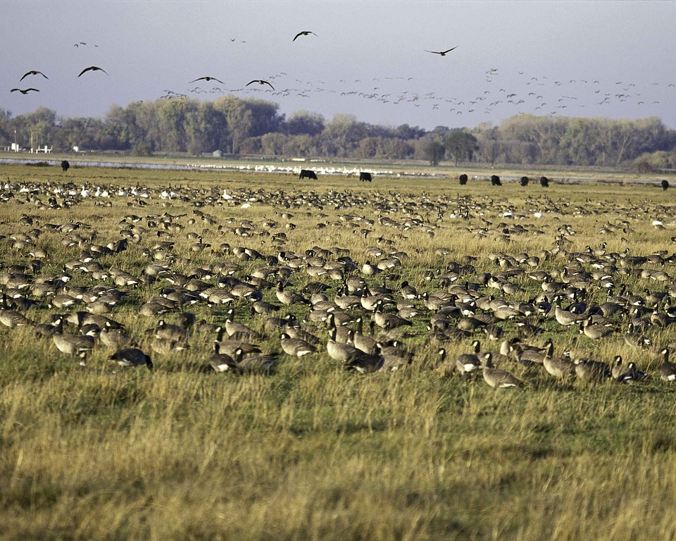Aquatic Bird bird flock