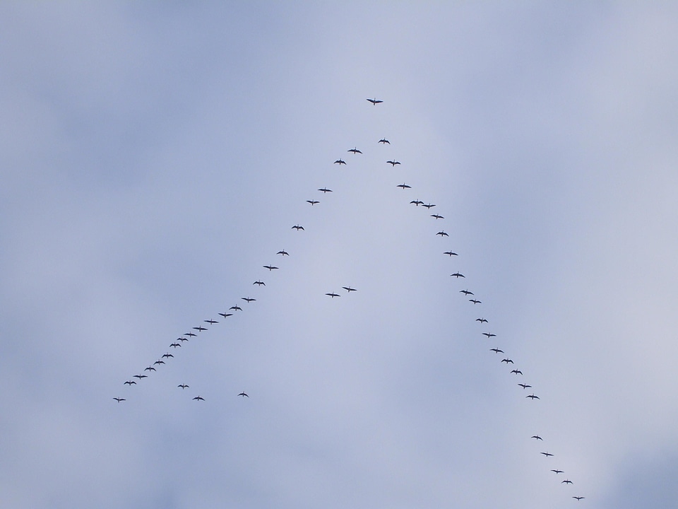 Bird flight flock