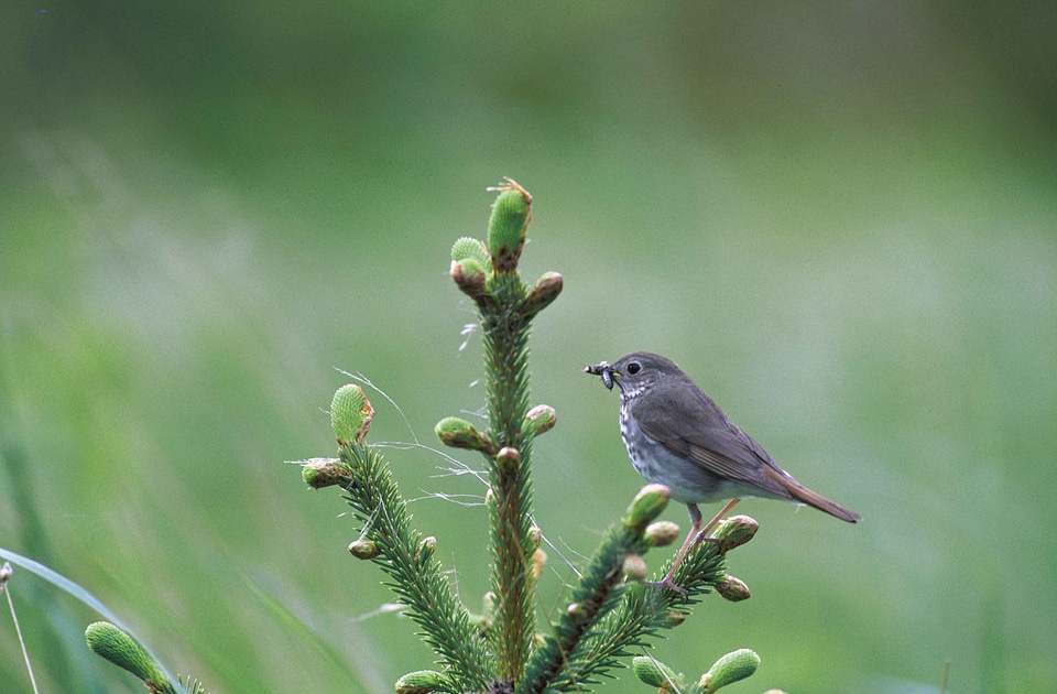 Bird Catharus guttatus hermit