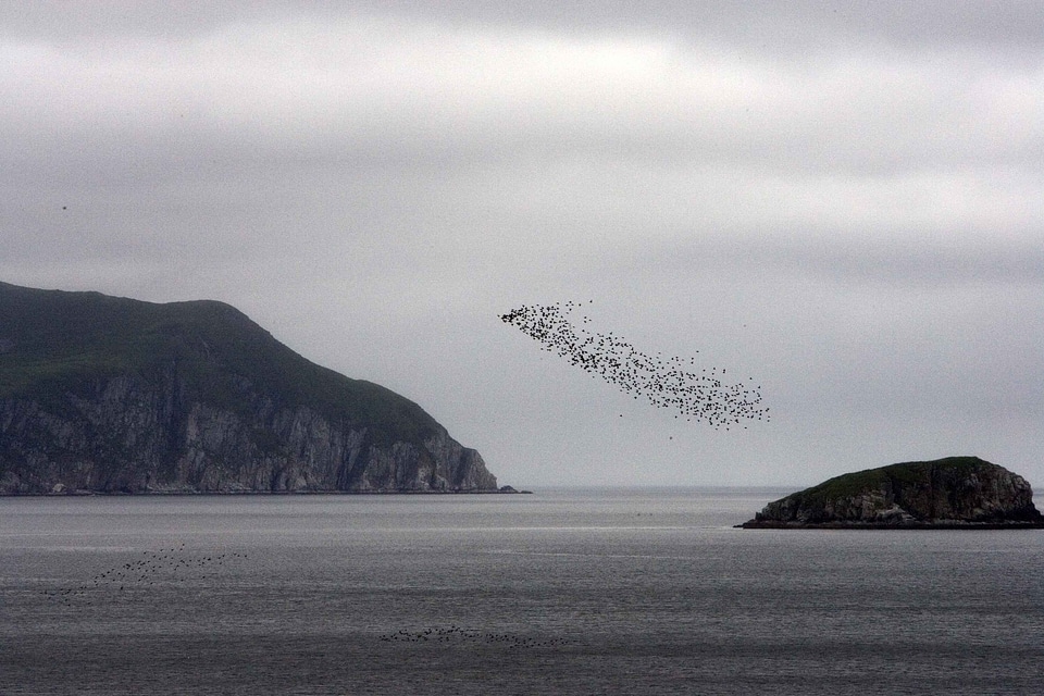 Bird flock teenage