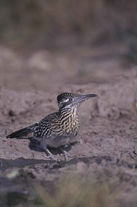 Bird Geococcyx cuckoos 