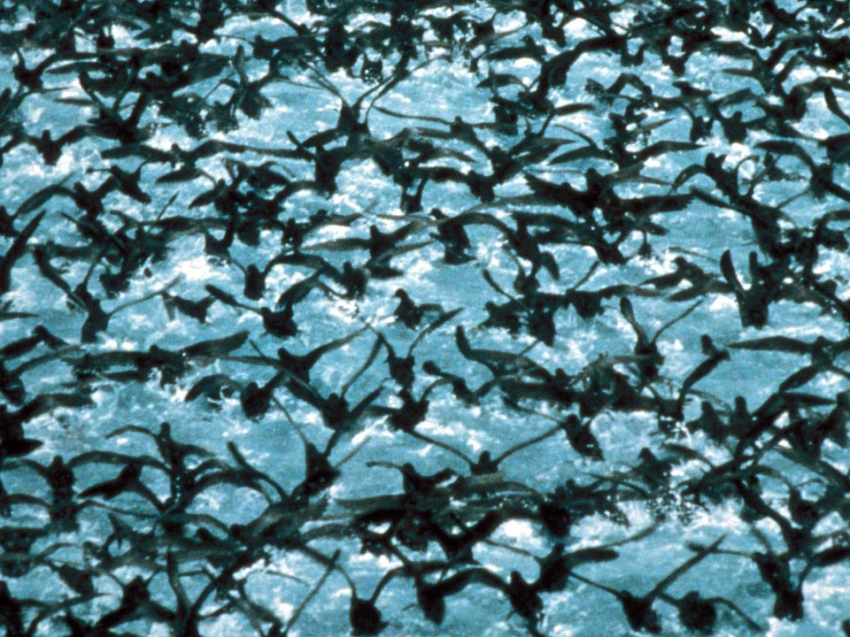 Aquatic Bird bird flock
