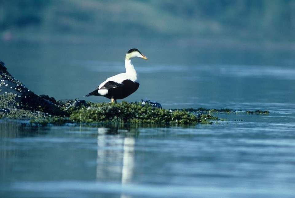 Bird common male